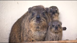 Nacen crías de damán roquero Procavia capensis en BIOPARC Valencia [upl. by Marashio208]