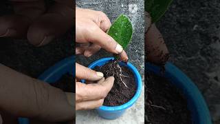 Best method grow orange from orange leaves at homeOrange tree care short gardening orange [upl. by Nosinned606]