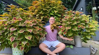 The BEST Coleus line EVER  Tips on Growing STUNNING and HUGE plants [upl. by Wong783]