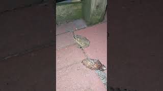 hippie hoppy frog youtubevideos questionoftheday shorts shortvideo froglife frogvideo night [upl. by Britton156]