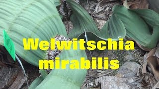 The Plant Traveller Welwitschia mirabilis Namib Desert [upl. by Brandt]