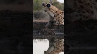 Hyena Hydrating in Mashatu Botswana  Natures Survival Moment safarisightings wildlifesafaris [upl. by Yttig]