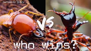 ANTS vs Termites Ants prey on termitesant video ants incect [upl. by Arquit]