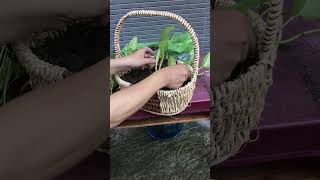 Growing Pothos Bamboo Basket Edition [upl. by Iago]