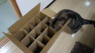 入れない箱とねこ。The box which Maru cant enter [upl. by Estell]