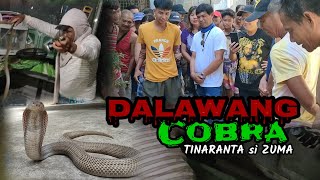 Dalawang Cobra Tinaranta si Zuma  muntik ng maka disgrasya ang isang cobra  zuma haring ahas [upl. by Elockcin]