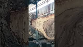 Kayu trembesi mlintir I Sawmill american sawmillindonesia [upl. by Amin331]