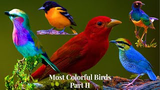 Most Colorful Birds In The World Part 2  Stunning Nature  Birds Sounds  Learn Names of Birds [upl. by Nuhsar]