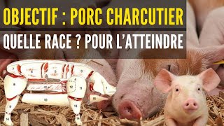 VOICI les RACES de porcs destinées à produire de la VIANDE SANS GRAISSE POUR LES CHARCUTIERS [upl. by Pavla723]