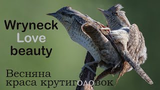 Beauty of Wryneck love Крутиголовка весняна краса [upl. by Lanta]