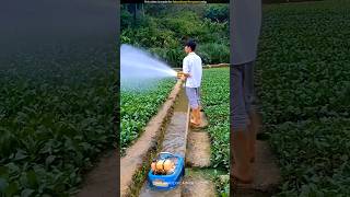 Unique method of irrigation [upl. by Aicirtal]