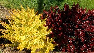 Two Attractive Barberry Plants Choices for Gardeners Who Want to Protect their Nature Landscape [upl. by Garfinkel]