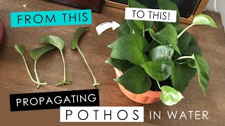 PROPAGATING A POTHOS IN WATER  detailed root growth amp progress [upl. by Einimod]