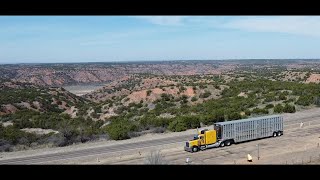 Miles and Miles of Texas  Hauling Heifers  Dimebox TX to Hartley TX cattle texas trucking [upl. by Dorie844]