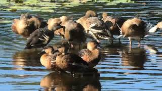 Wandering WhistlingDuck amp Plumed WhistlingDuck 3 [upl. by Shaffert]