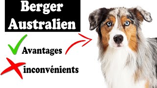 Berger Australien Avantages et Inconvénients  Berger Australien Le mal Et Le Bien De La Race [upl. by Catharina]