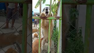 ลูกๆทั้ง7ตัว dog doglover animalsvideo [upl. by Rekrap]