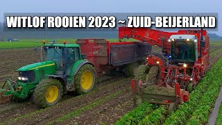 Witlof Rooien 2023 ZuidBeijerland  Dewulf RBPA3060 [upl. by Mcleroy]