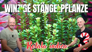 Kleine Stängelpflanze für den Vorder und Mittelgrund  Rotala indica  ADVENTdicted Türchen 3 [upl. by Vyse]