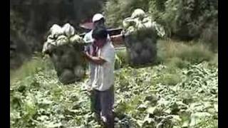 IGOROT Song quotKOMBOYquot kankanaey MTV [upl. by Sinnaiy334]