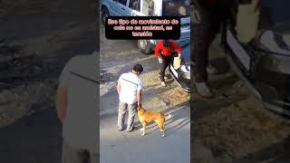 ¿Por qué este perro agredió de la nadaperros adiestramientocanino mascotas comportamientocanino [upl. by Ewens]