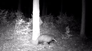 Wildlife in der Oberpfalz 1 Trail Cam Wildkamera Aufnahmen [upl. by Allsun]