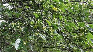 beautiful Cherry tree cherry trees sakura hanna cherryblossom soil botany horticulture [upl. by Tessie]