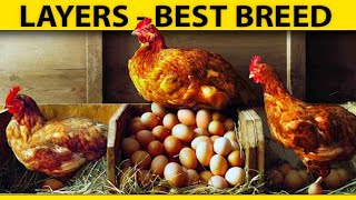 Best Chicken Breeds For Eggs  HYLINE Brown Chicken Farming  BonusClips [upl. by Yeliw224]