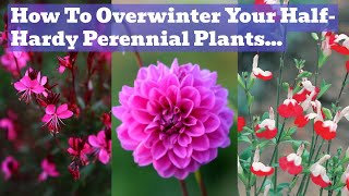 Overwintering HalfHardy Perennials  Dahlias Salvias Gaura Penstemon Etc [upl. by Laflam]