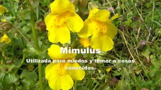 20  Mimulus  Flores de Bach [upl. by Mavra]