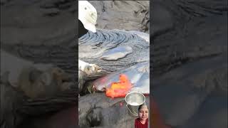 Collecting Lava lava satisfying nature facts viralvideo [upl. by Julian334]