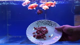 Mega Oscar Fish Feeding  10 Types of Best Fish Food for Aquarium Fish [upl. by Lenneuq]