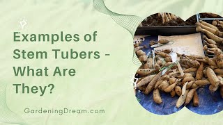 Examples of Stem Tubers – What Are They [upl. by Lorolla]