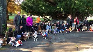 Corgi of BC Halloween Costume Parade [upl. by Martelle416]