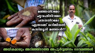 മഞ്ഞയെക്കാൾ ഔഷധഗുണങ്ങളേറെ ഒറിജിനൽ കസ്തൂരി മഞ്ഞൾ Kasthuri manjal Wild turmeric uses OruTechYathra [upl. by Lizned]