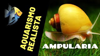 Ampulária  Como criar no seu Aquário [upl. by Arraeit]