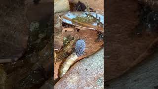 Isopod Munches isopods bioactive [upl. by Anaila]