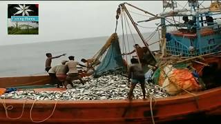 Indian fisherman ar catching hilsa fish by trawling Kakdwip fishing trawler fishing hilsa fish [upl. by Aimerej]