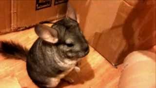 The Chinchilla Song [upl. by Ojibbob]