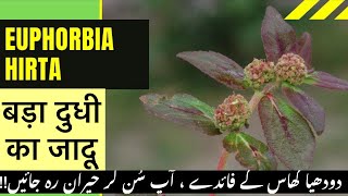 Euphorbia Hirta health benefits in HindiUrdu Doodhia Ghas Kay Fayedy Doodhi [upl. by Ateekahs]