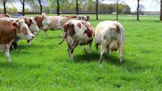 Koeien naar buiten bij Boerderij Hoeve Overa 2016 [upl. by Yttam]