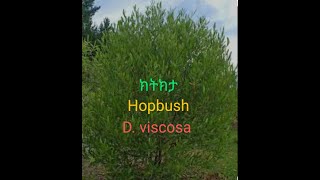 Ethiopian Plants  ክትክታ  Dodonaea viscosa [upl. by Marlette748]