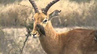 Killing BirdOxpecker KrugerPark [upl. by Weywadt]