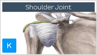 Shoulder joint Movements bones and muscles  Human Anatomy  Kenhub [upl. by Annyl458]