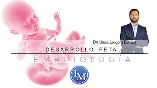 Embriología  Desarrollo Fetal  Resumen [upl. by Stanzel371]