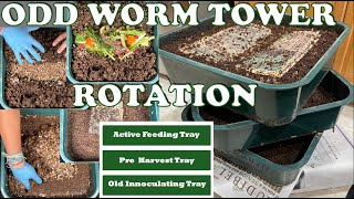 Strange But Effective Way to Rotate amp Harvest Your Worm Tower  Vermicompost Worm Farm [upl. by Davidoff]