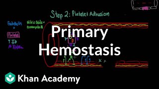 Primary hemostasis  Advanced hematologic system physiology  Health amp Medicine  Khan Academy [upl. by Siseneg]