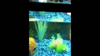 Malachite Green Freshwater Aquarium Treatment [upl. by Gobert]