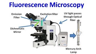 Fluorescence Microscopy [upl. by Aneeuqahs221]