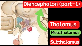 21Anatomy of diencephalon part1 [upl. by Enelrad]